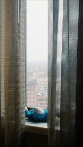 teddy bear hotel window